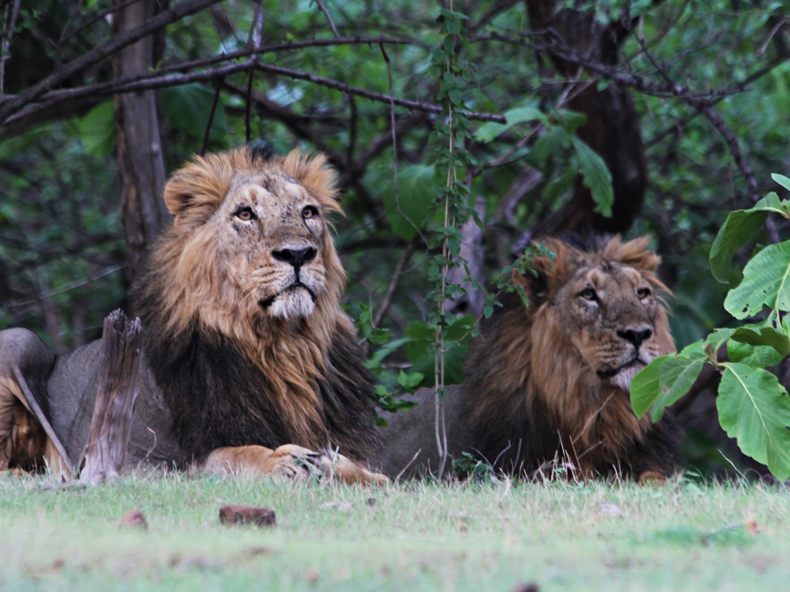 Could asia. Как выглядит Лев дружится с другими левами. Можно ли дружить с львом. С кем ладят львы.
